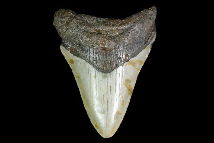Bargain, Fossil Megalodon Tooth - North Carolina #129953